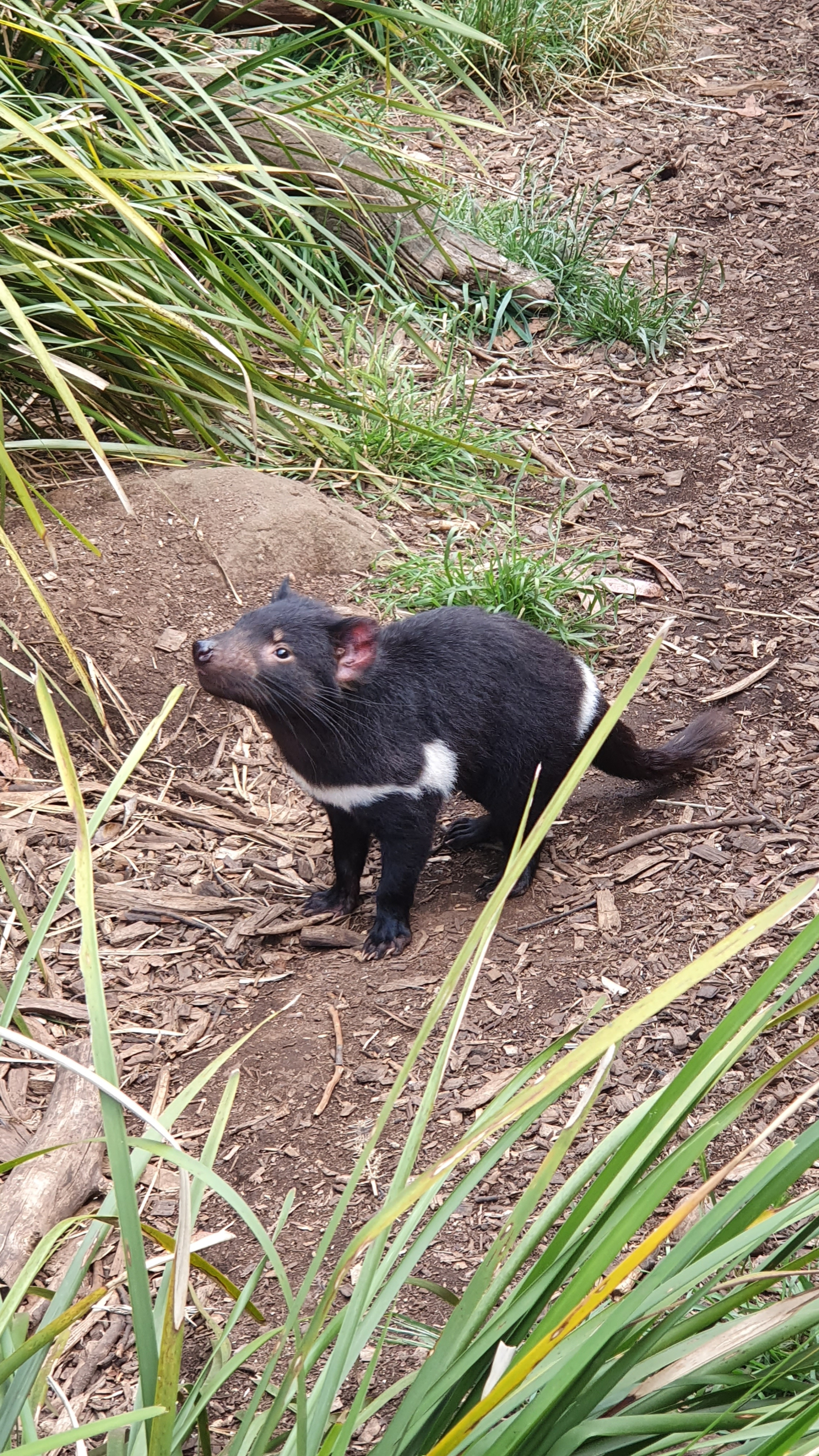 Diable de Tasmanie au Trowunna Wildlife Sanctuary, Mole Creek.
