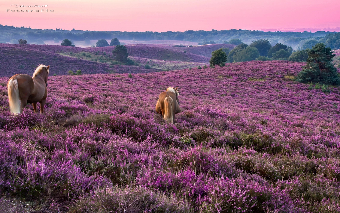 El Posbank cerca de Arnhem, uno de los lugares más bellos de los Países Bajos. En un día despejado, ...