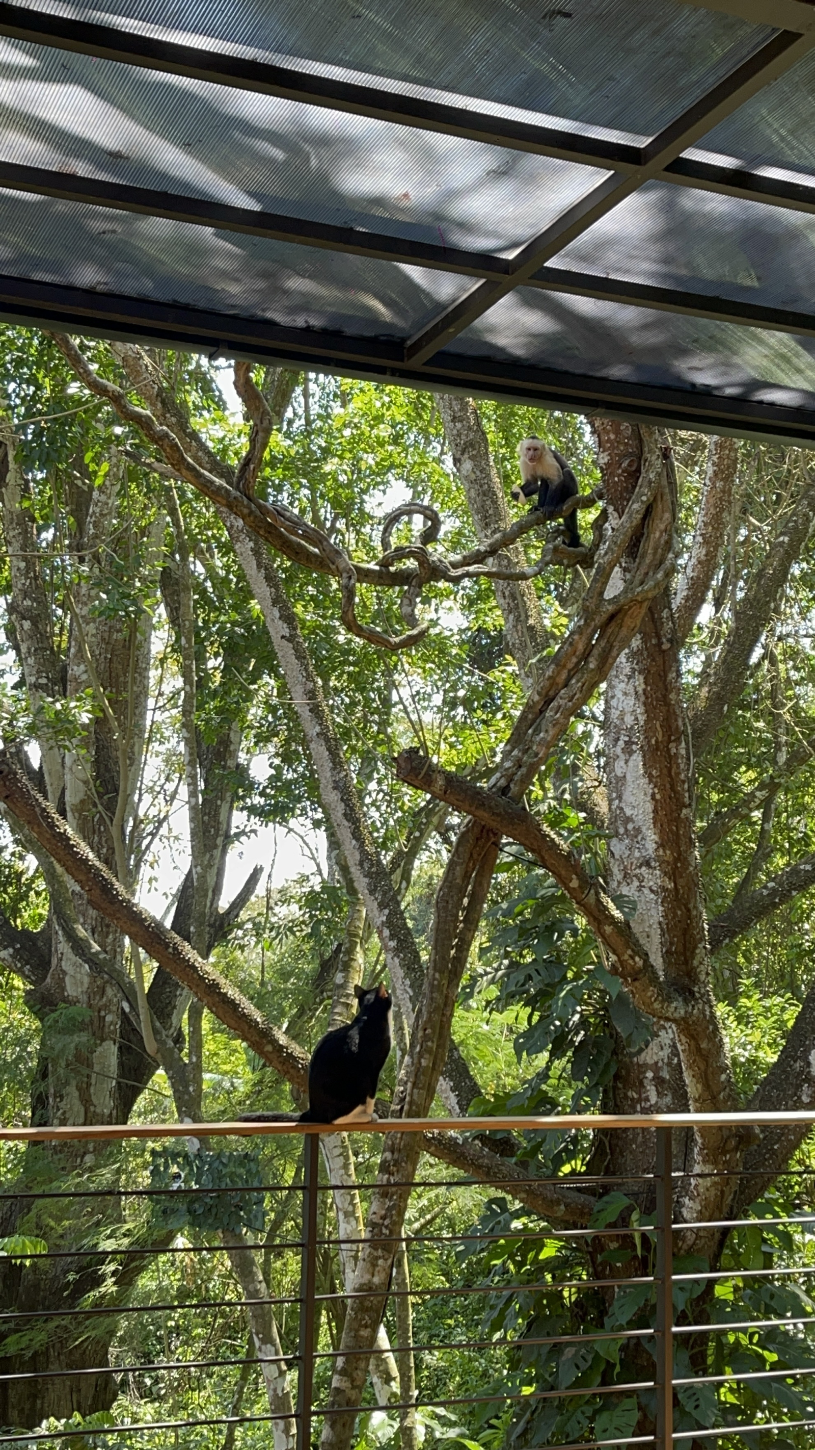 Los monos están por todas partes y nos ❤️ visitan