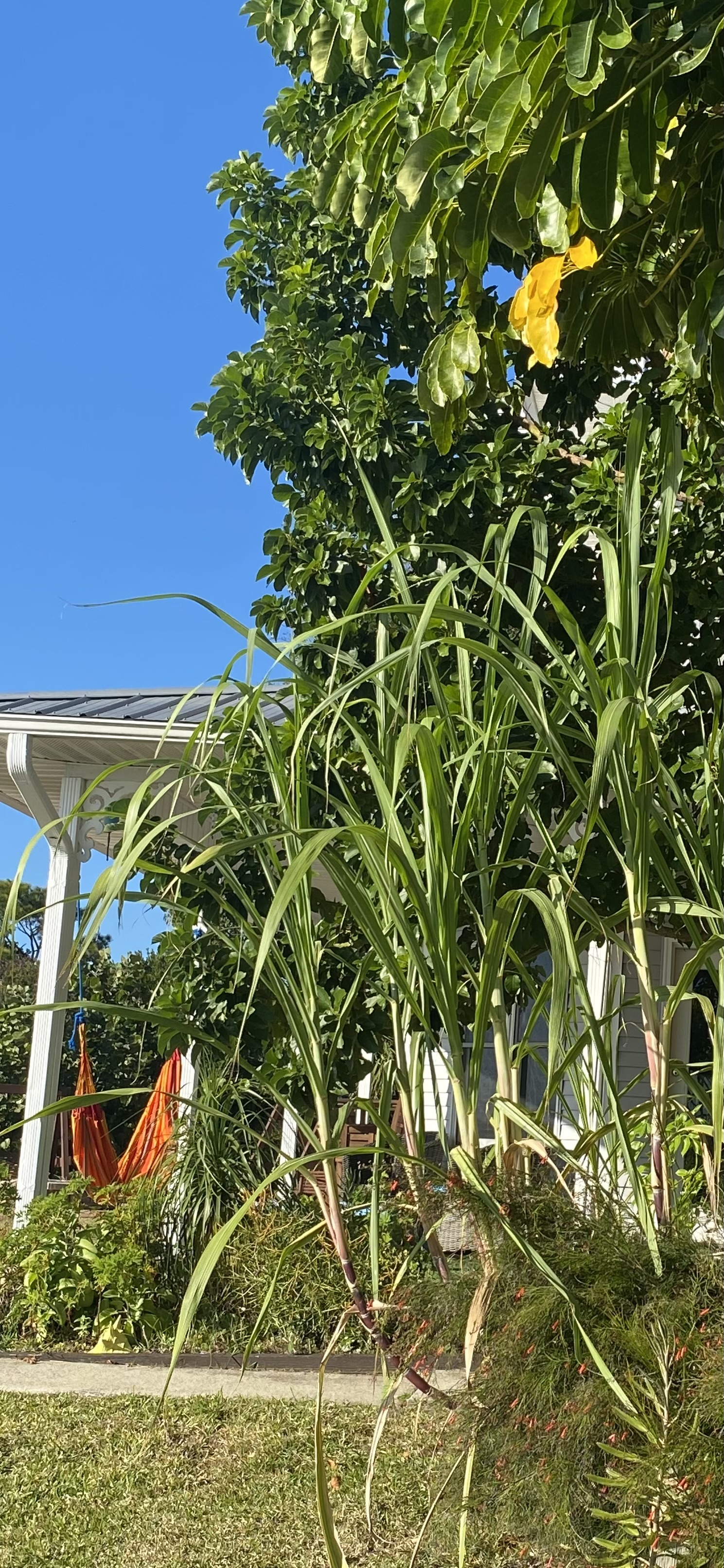 Photos de la cour 
Beaucoup d’espaces tropicaux isolés pour que tout le monde puisse se rassembler  ...