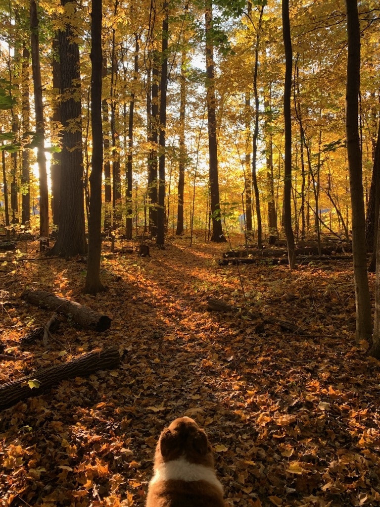 Autumn in the trails in Burlington, VT