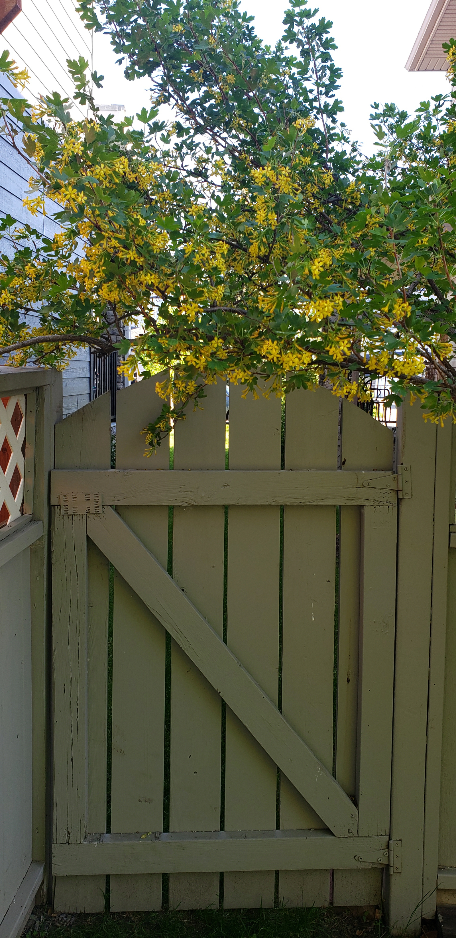 Back Yard/ June/July