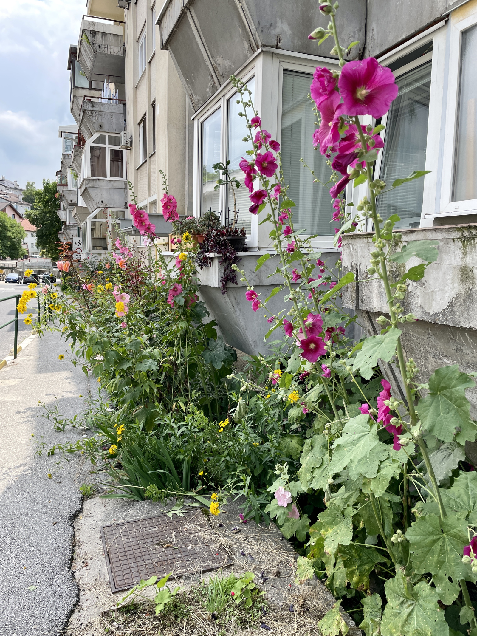 Flowers in bloom in front of our Yugo-era apartment building.