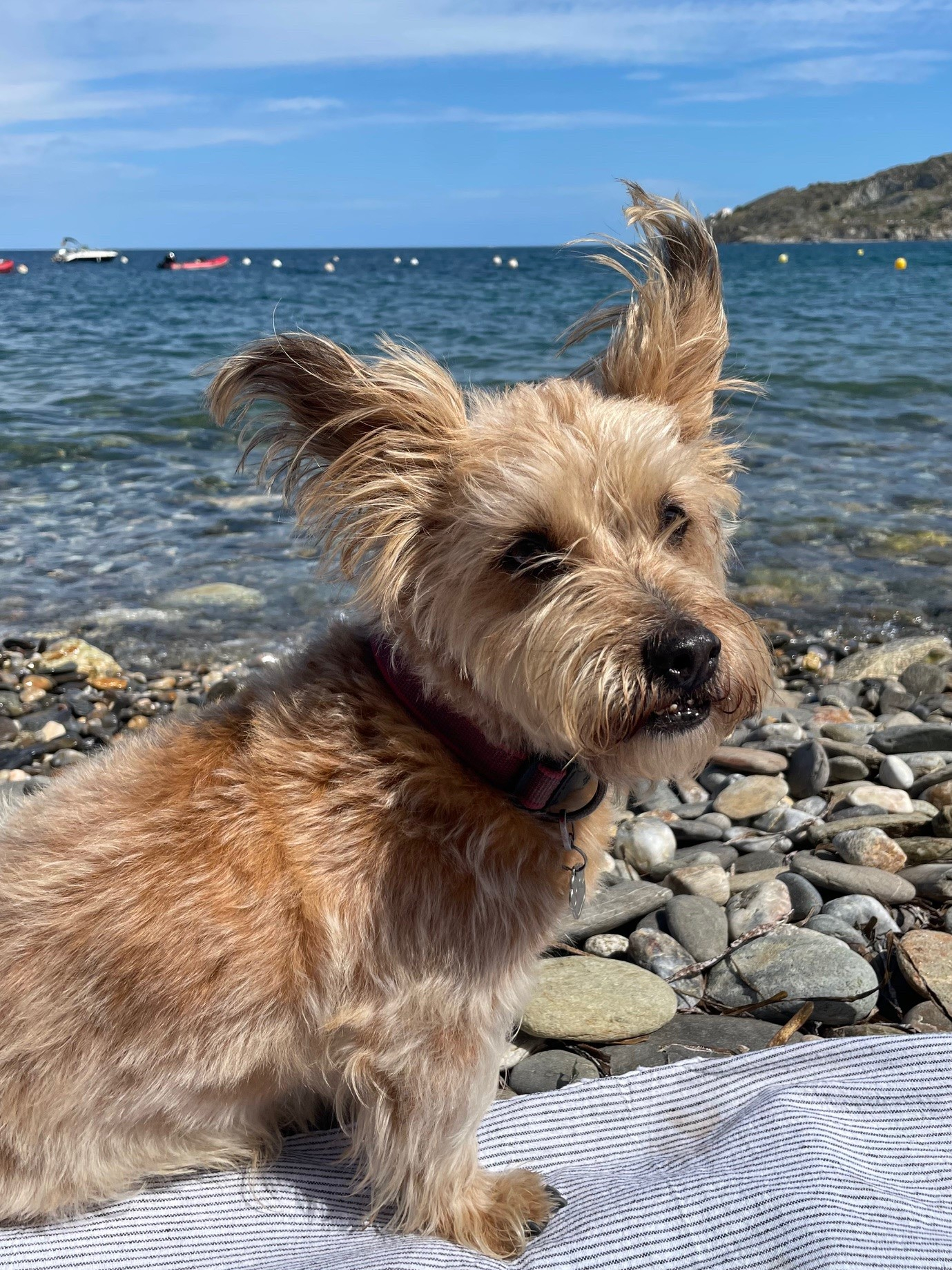 Há uma praia que aceita cães em cada extremidade da cidade, se você gosta de um mergulho com seu cão ...
