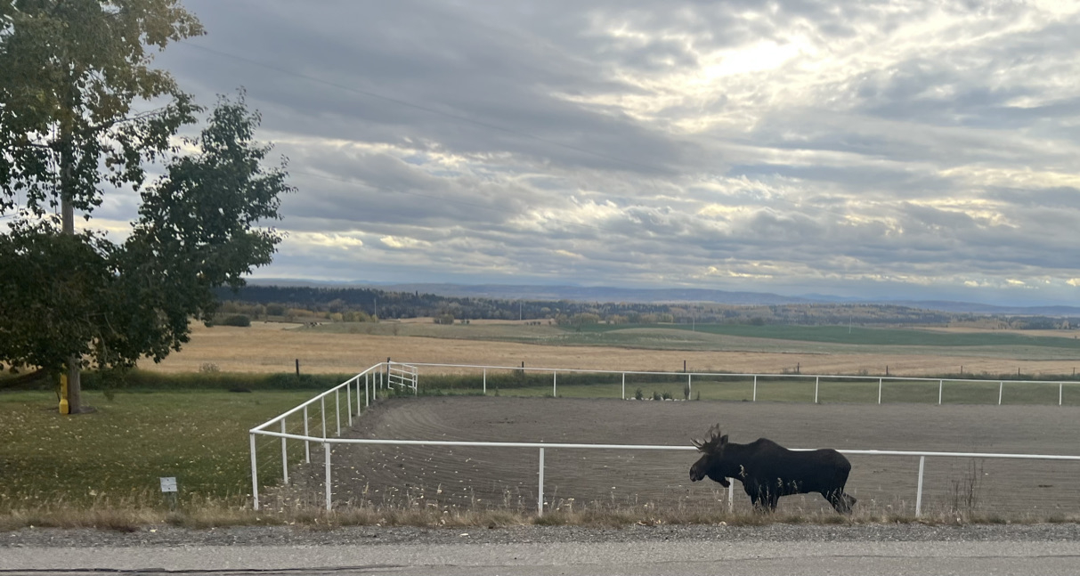 Moose! on the drive to my parents about 30 mins away