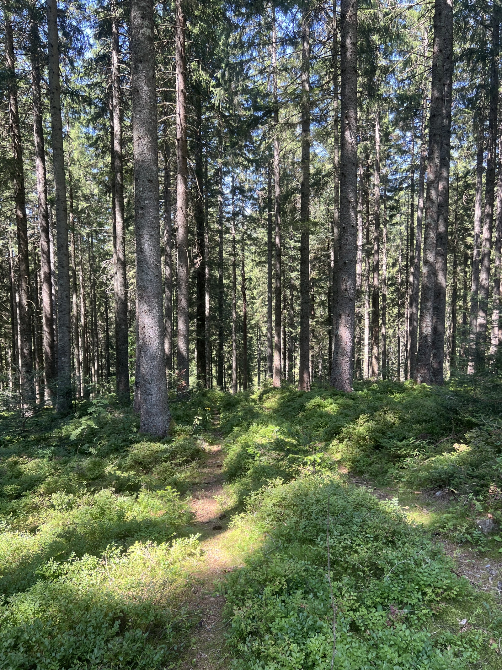 Zwischen dem Schwarzwald und den Weinbergen des Elsass