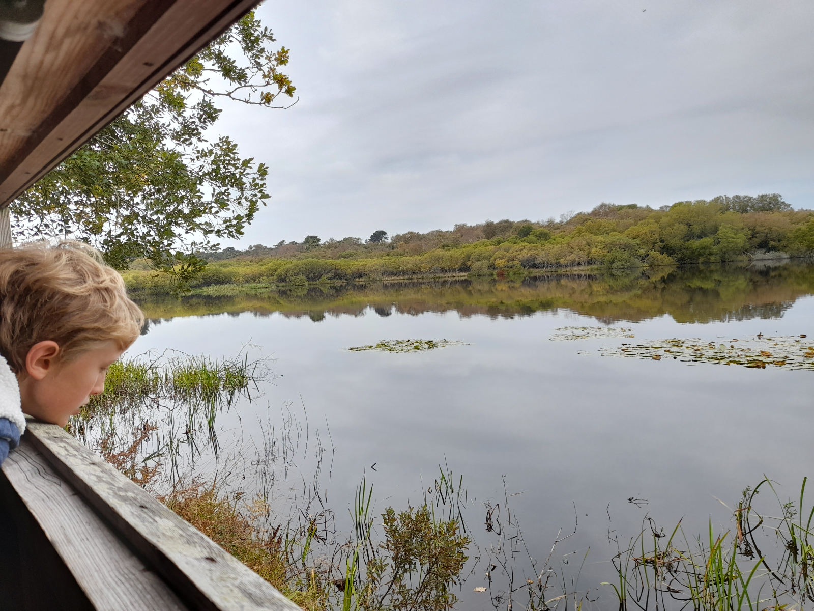 Arne bird watching hide, Studland