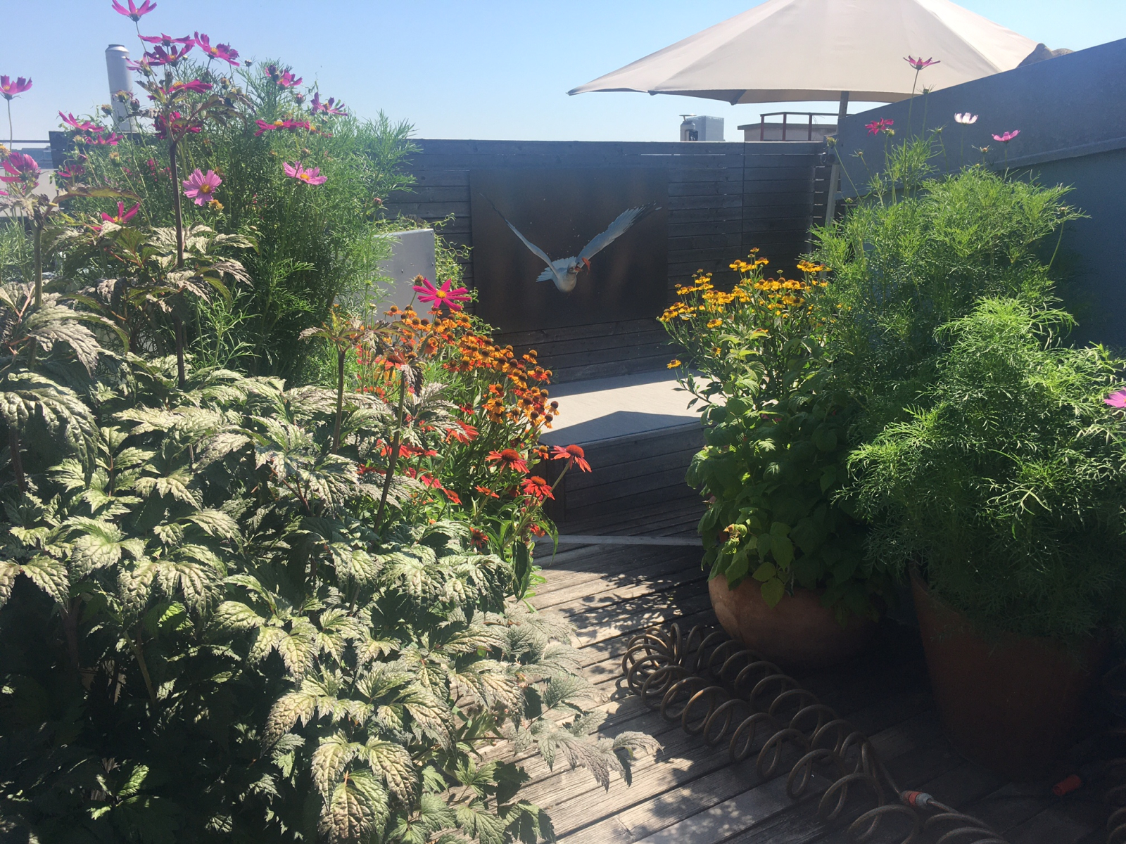 Dakterras - Chill Out