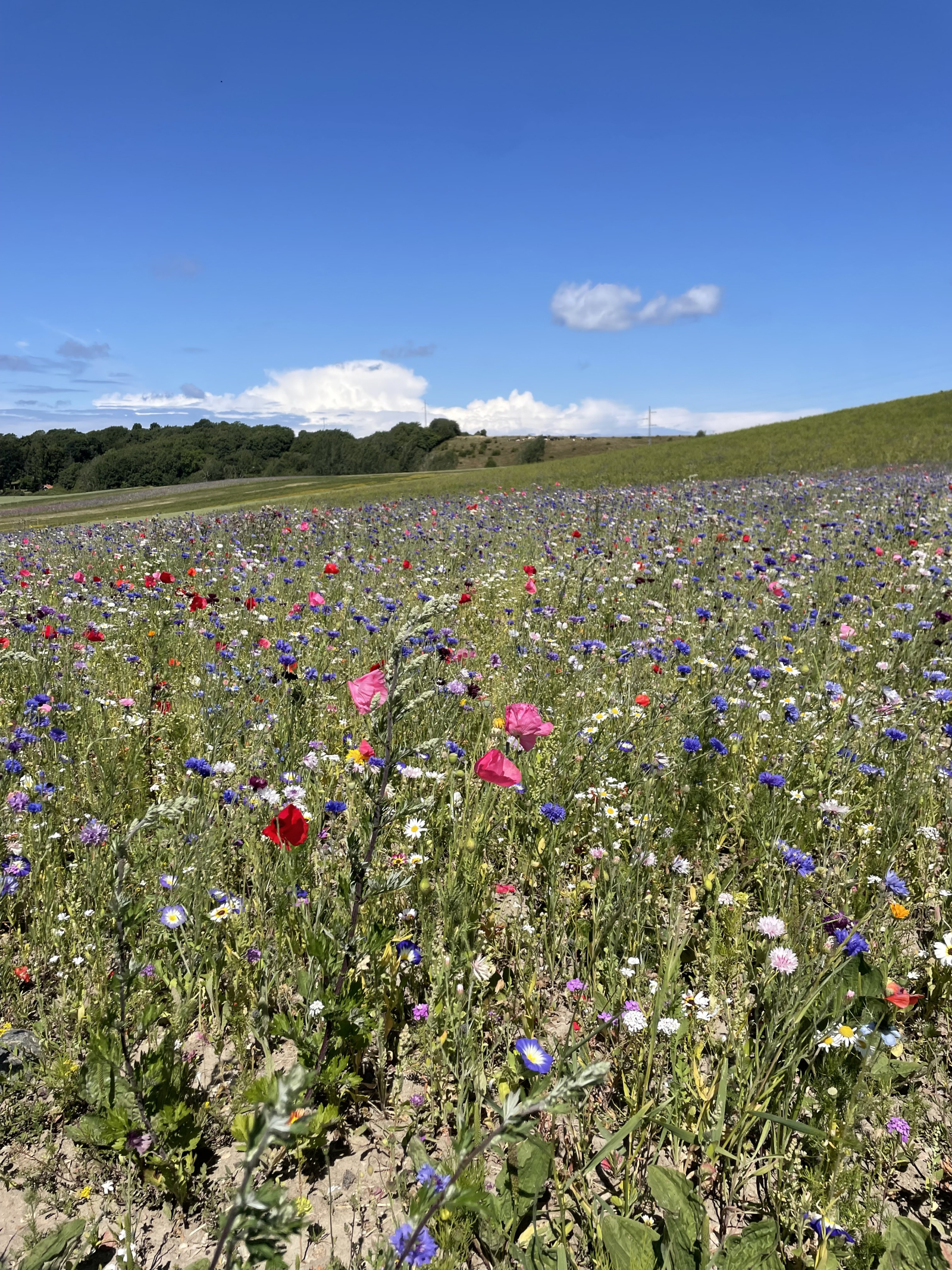 Campo de flores en la granja local donde compro Recógete tú mismo fresas, patatas, guisantes y ajo