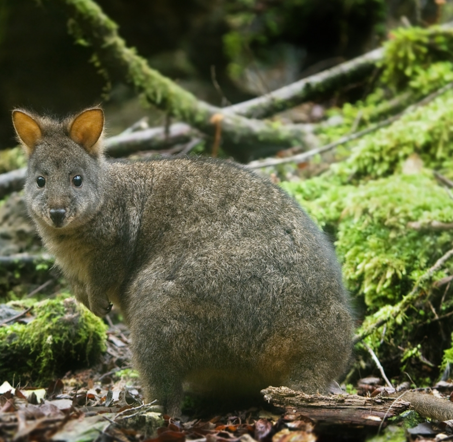 Pademelon - beaucoup dans la région.