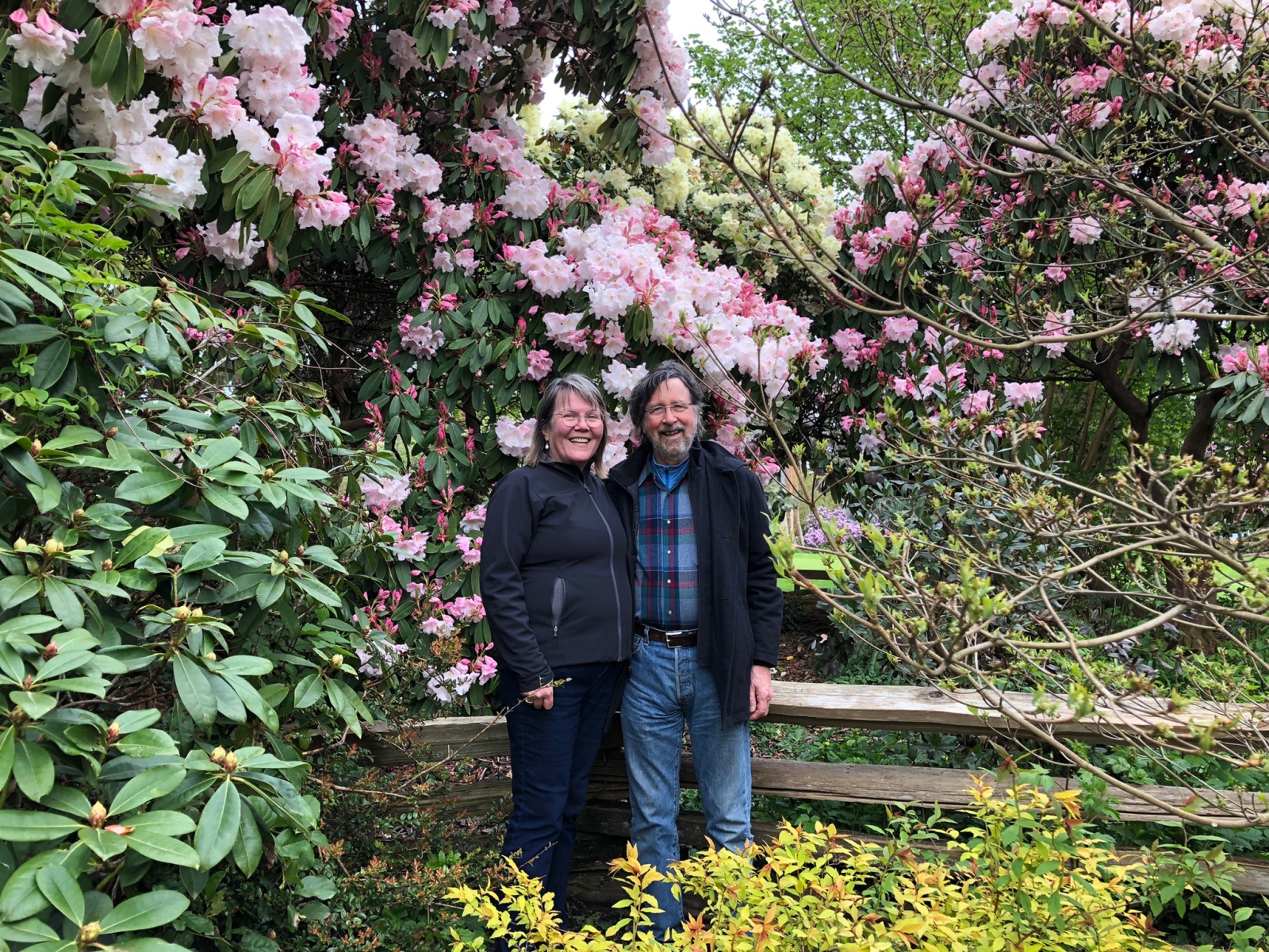 En el jardín de rododendros Ted y Mary Greig de Stanley Park durante la primavera. A 30 minutos a pi ...