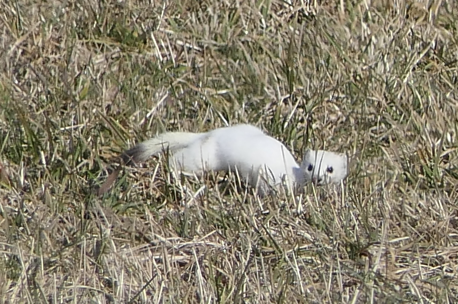 Hermine, in the field opposite the apartment...