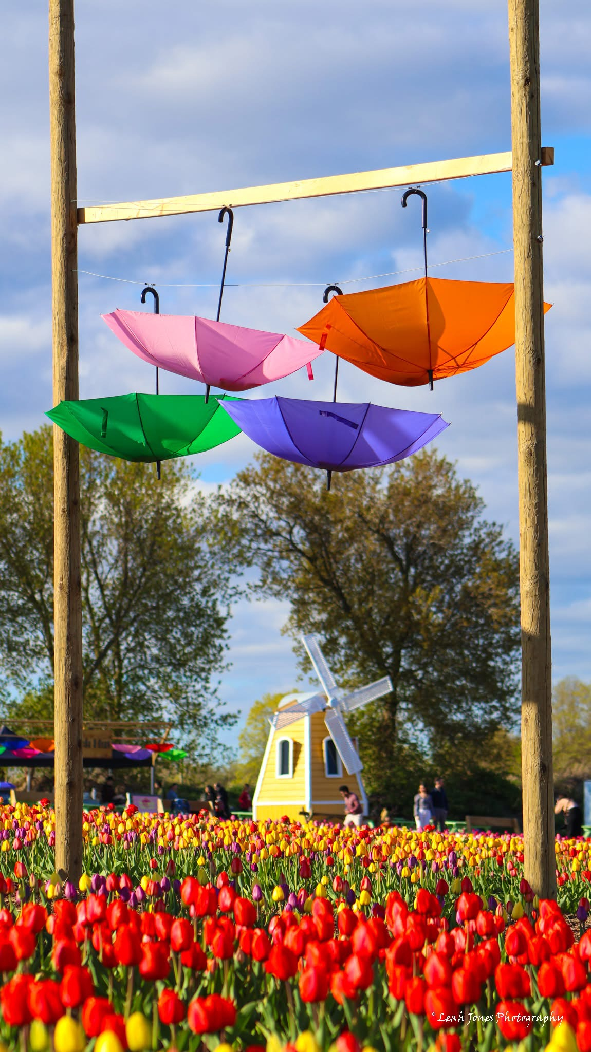 Festival del Tulipán ~ Granja Pingles 
Oshawa, Ontario