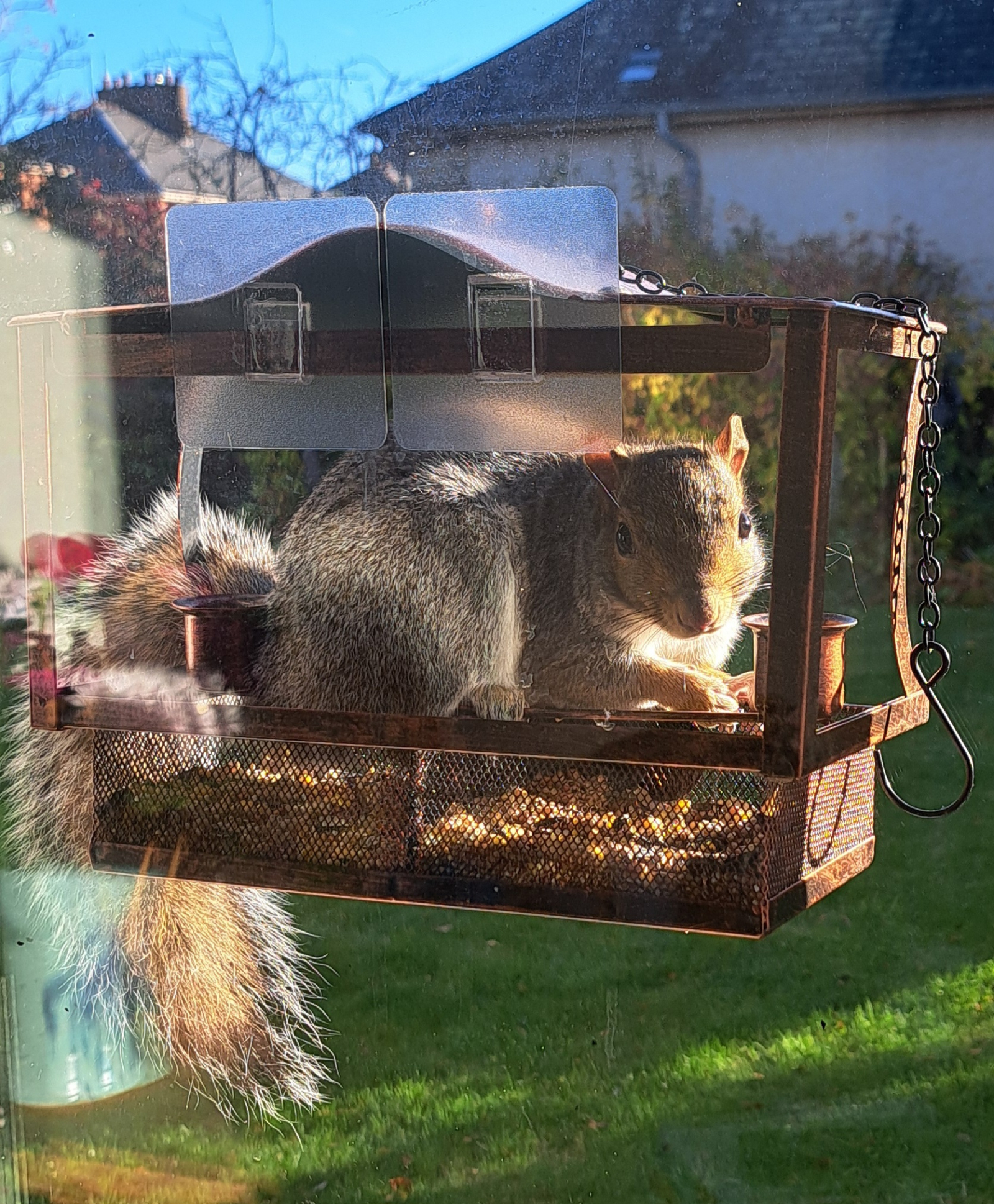 We hebben grijze eekhoorns in Edinburgh, die soms nogal brutaal zijn.  Dit is ons eetkamerraam