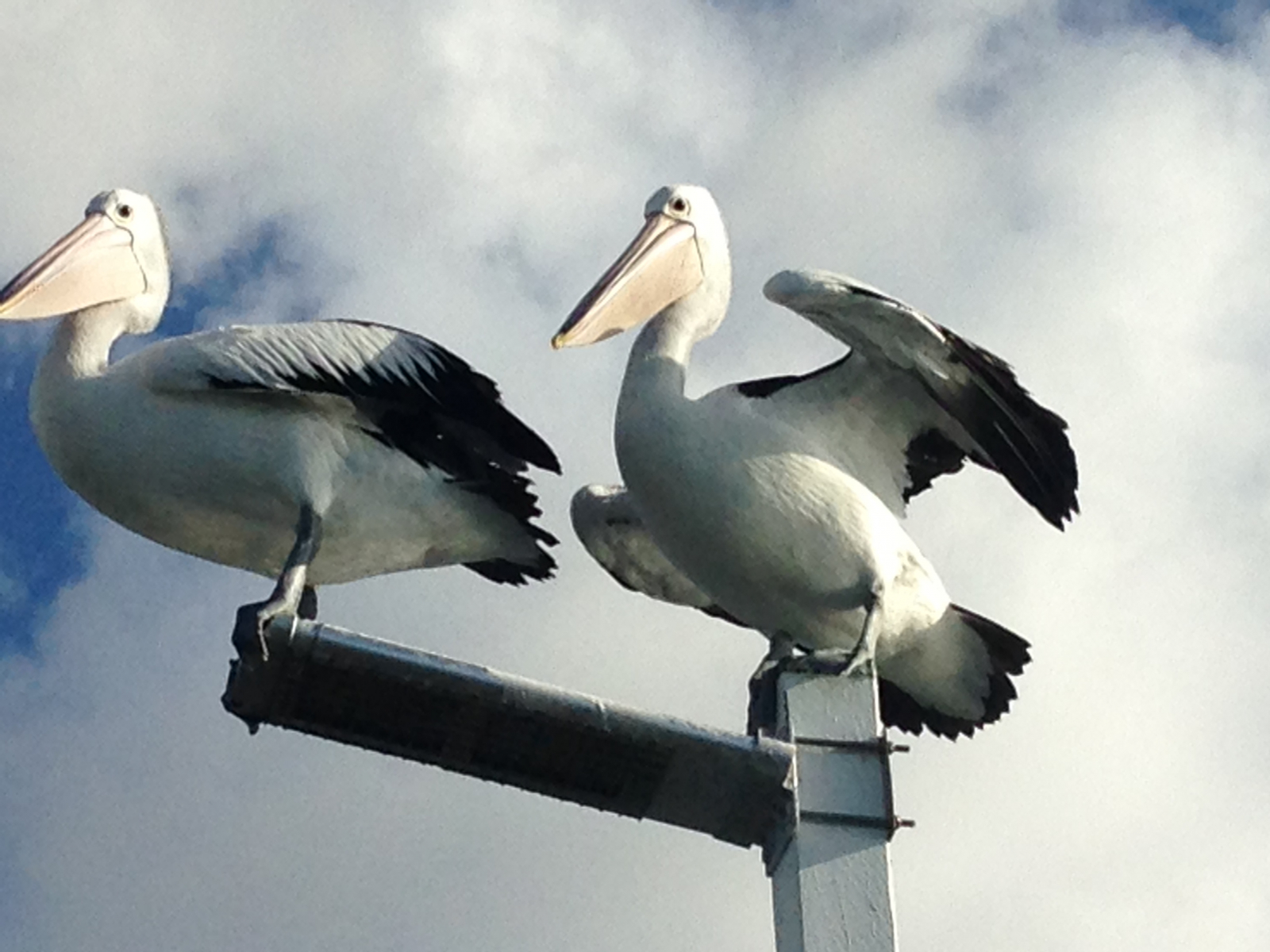 Pelicans on Urangan Pier