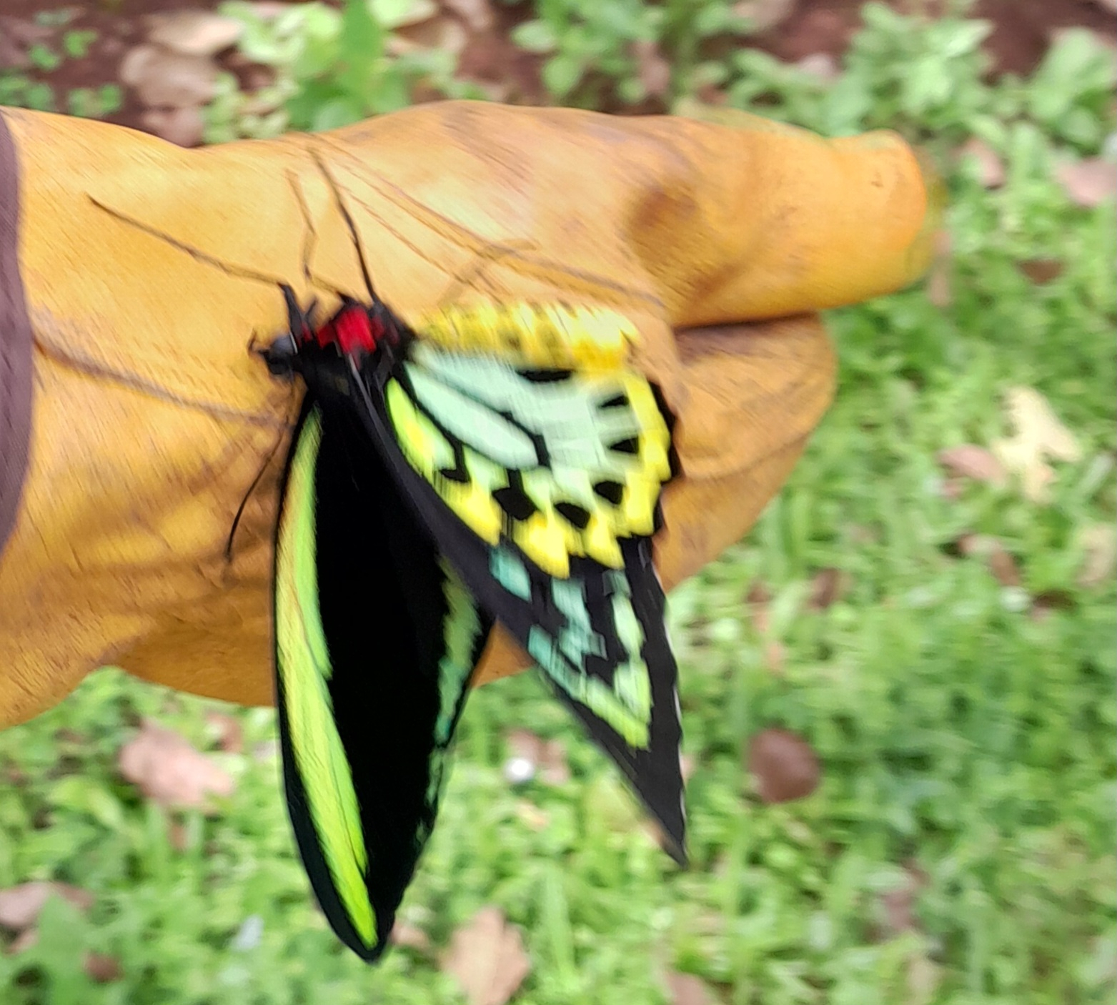 Cairns Birdwing Butterfly newly hatched