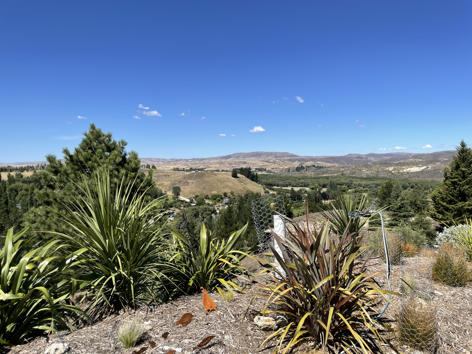 Eine kleine Berme, die mit einheimischen Pflanzen bepflanzt ist, hilft bei der Fütterung unseres Bie ...