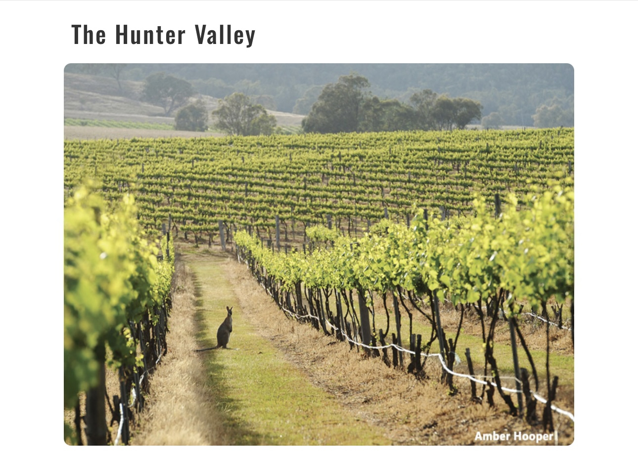 Kangaroo in the Vines