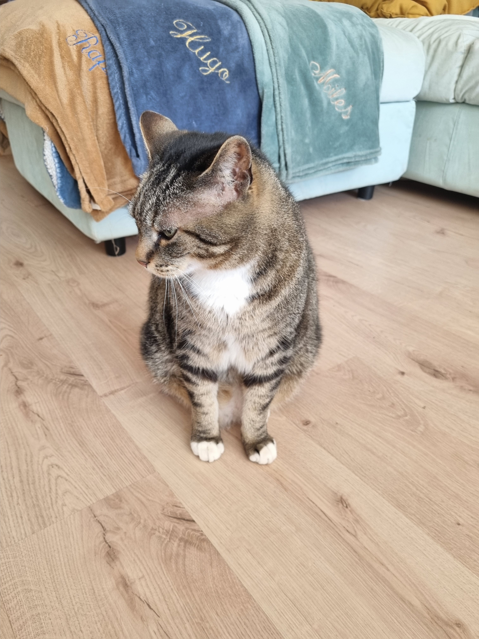 Tonique: muy social y amigable, nada tímido. Él vendrá a saludarte. Es muy amable pero tiene tendenc ...