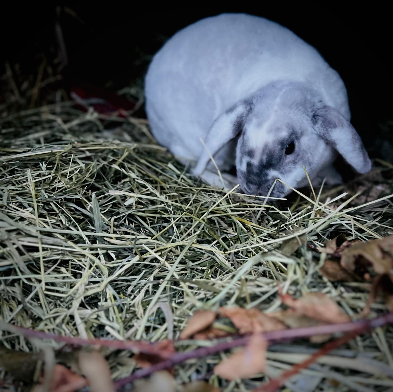 Regina, or Reggy, The rabbit Queen of course :) Lives outside:)
