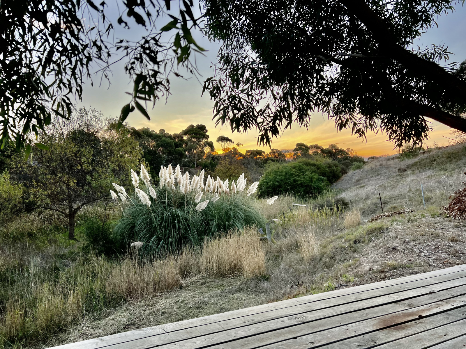 Terrasse de jardin inférieure avec vue sur notre herbe de la pampa - si belle