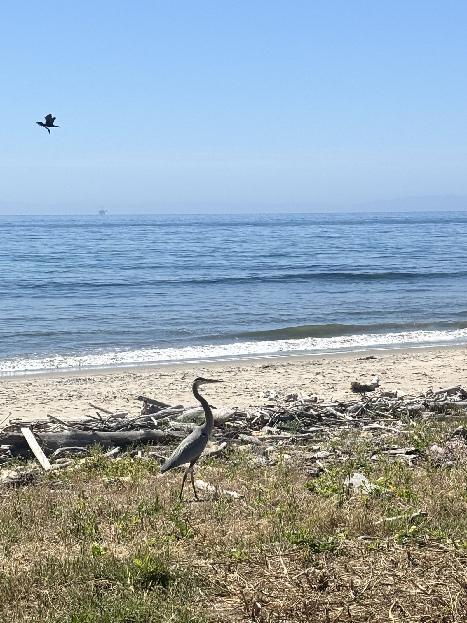 Una garza azul en la playa de Hammond, a 8 minutos andando