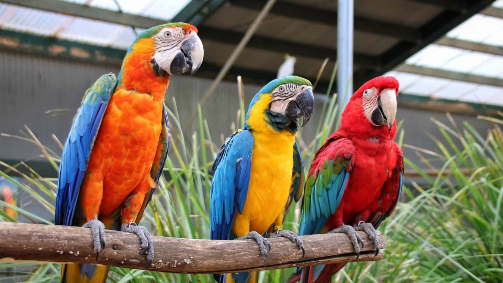 Maleny Bird Park & Botanische Tuinen
Slechts een klein eindje rijden