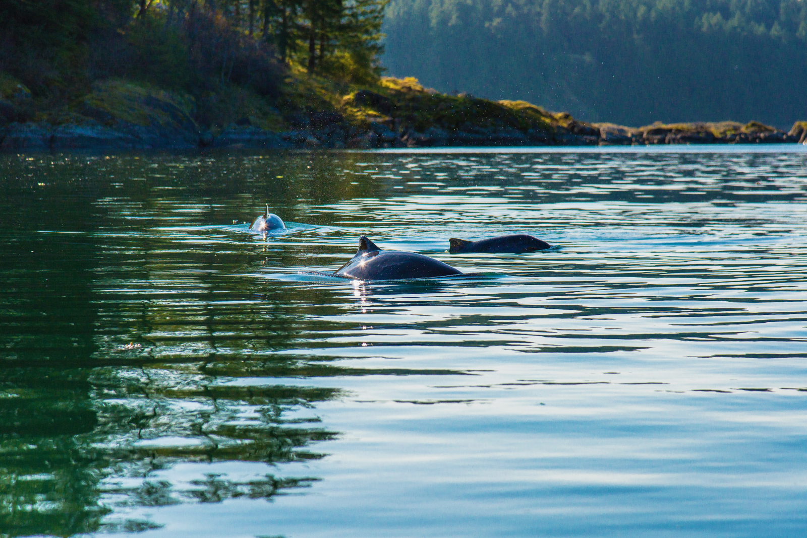 Pagaiare con le focene sull'isola di Vancouver.