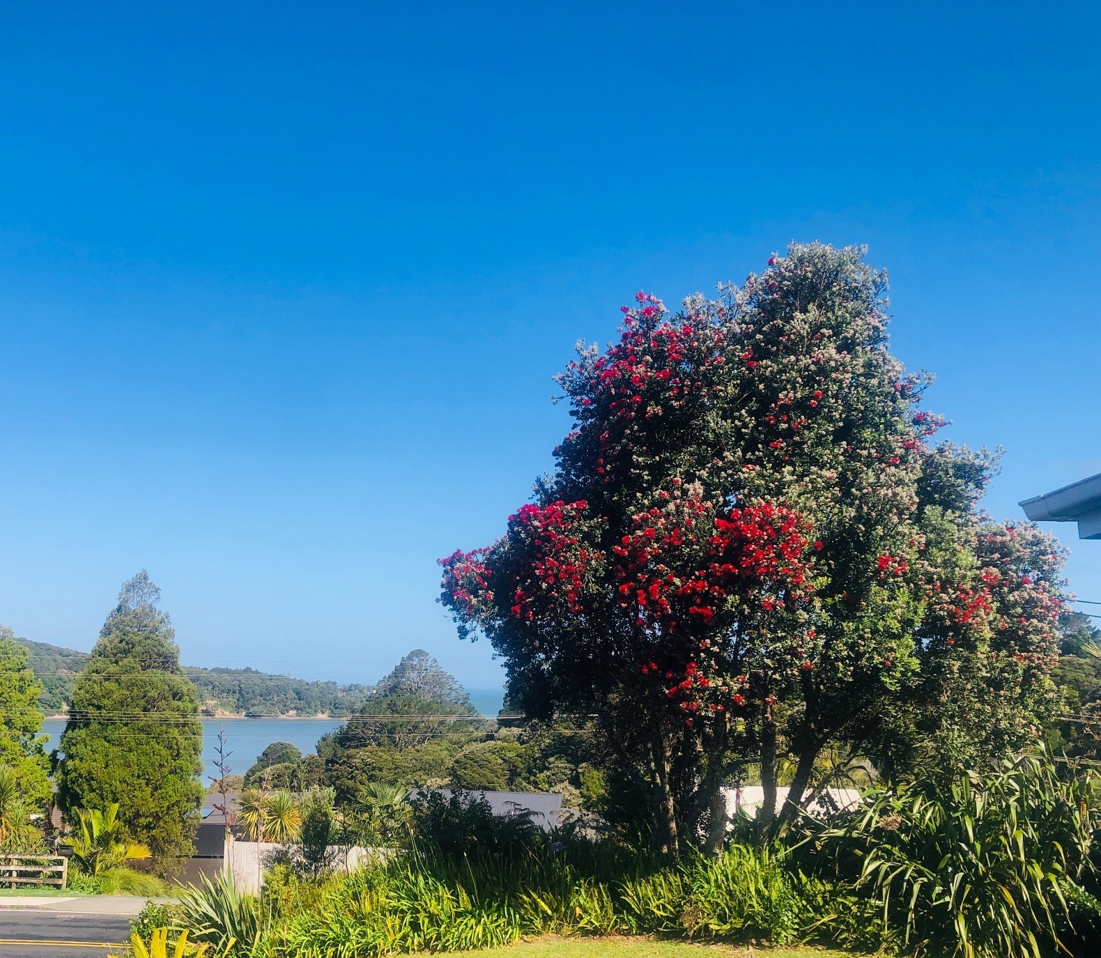 Water view from bedroom 2 and native Pohutukawa tree in bloom