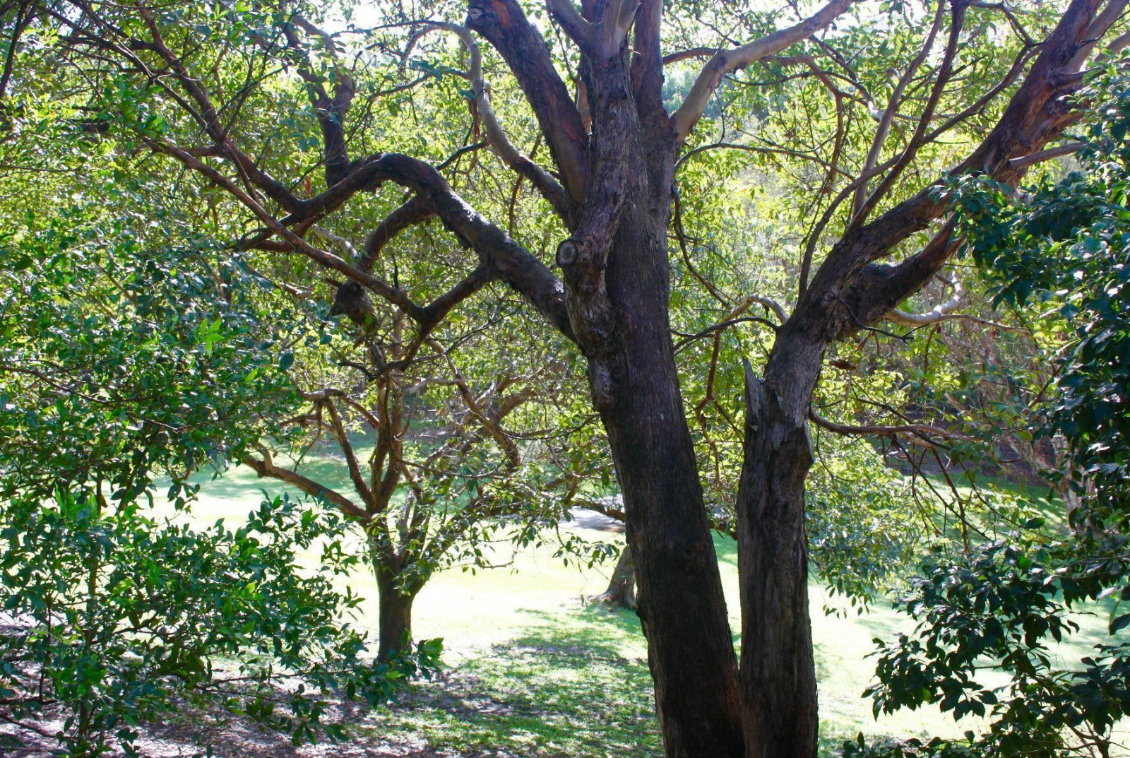 View of park from lower deck