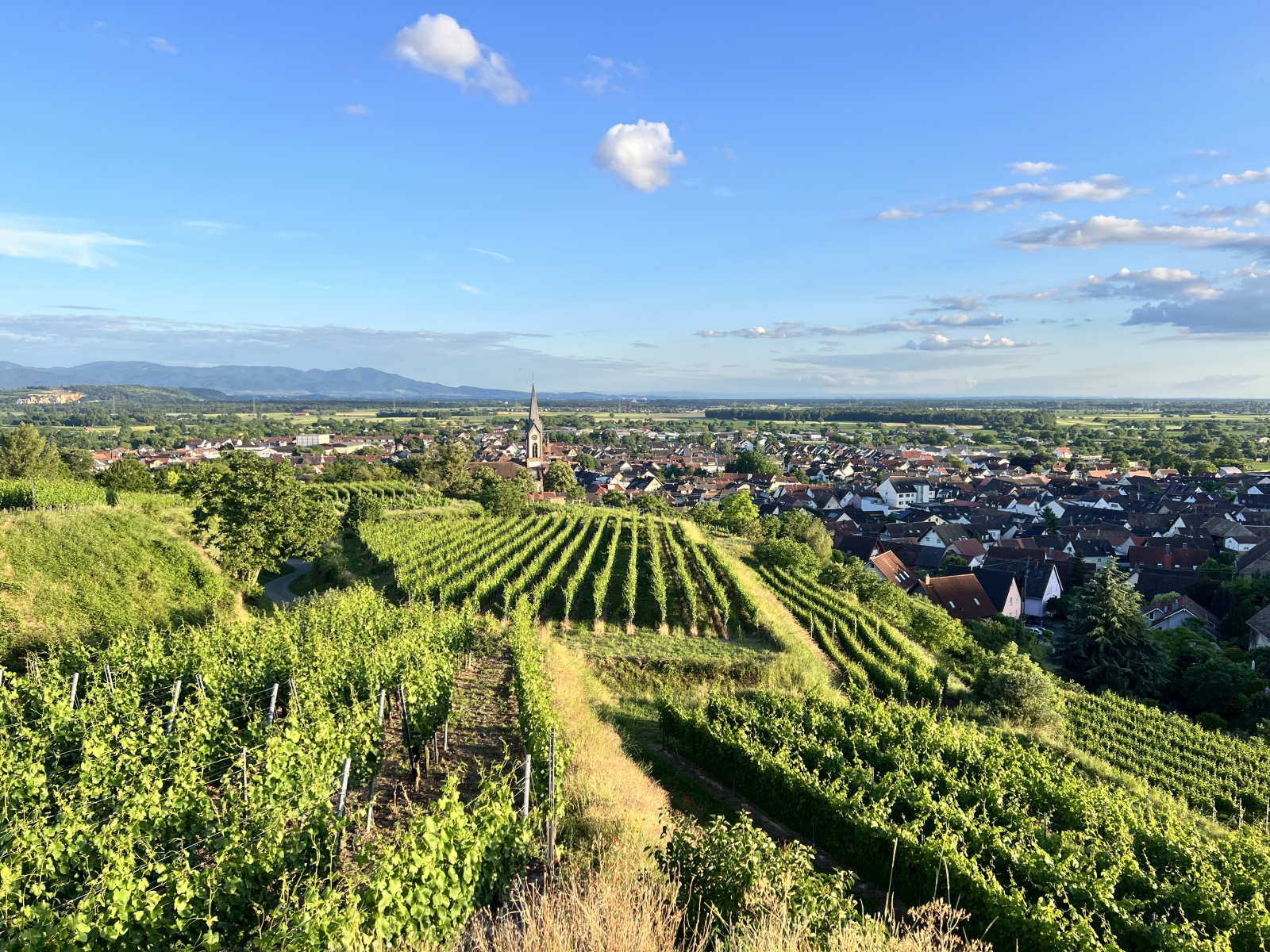 Zwischen dem Schwarzwald und den Weinbergen des Elsass