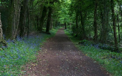 Deerpark Forest Virginia