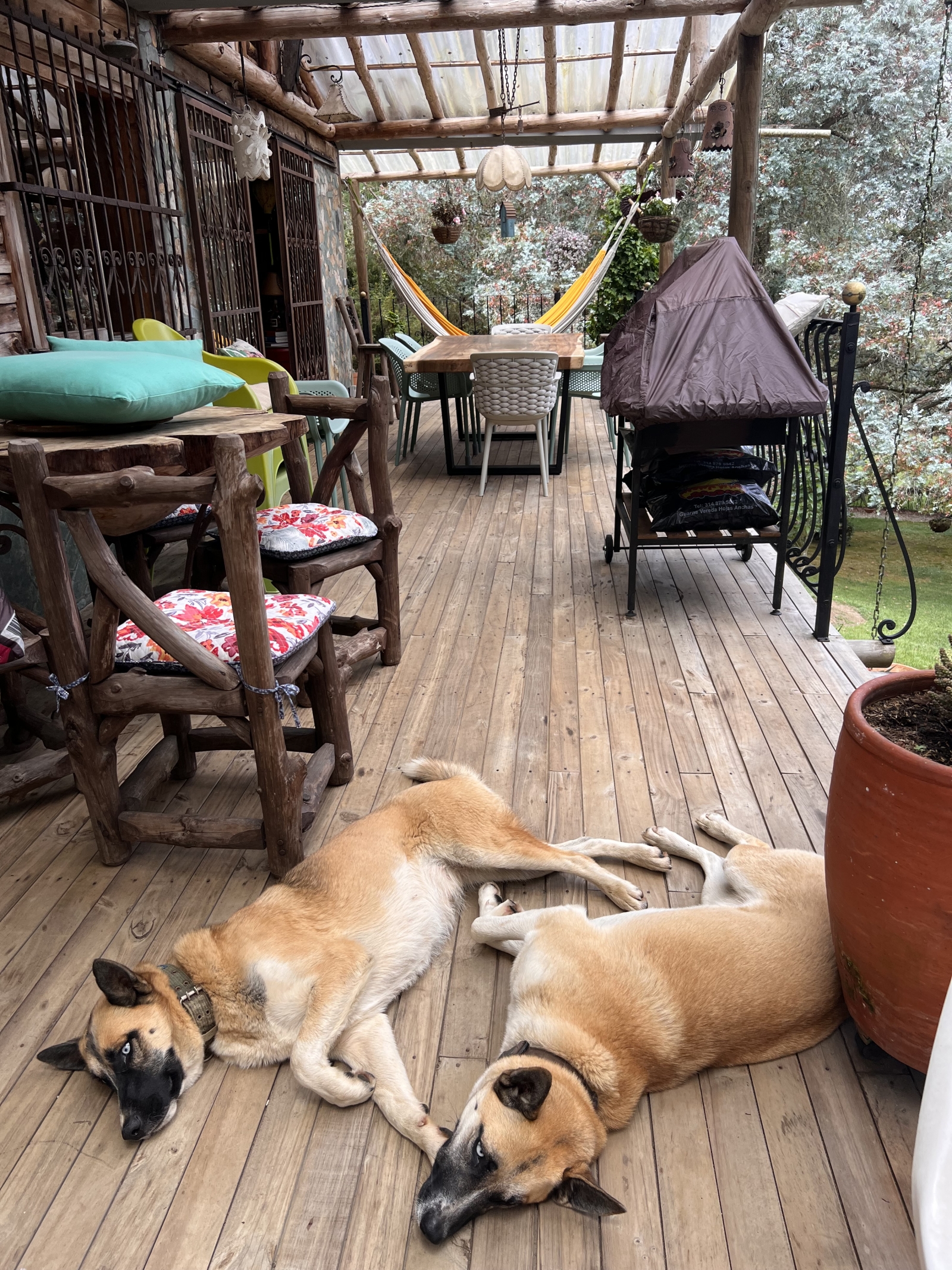 Lada and Mila were rescued, now part of the family, they live with the caretaker of the house.