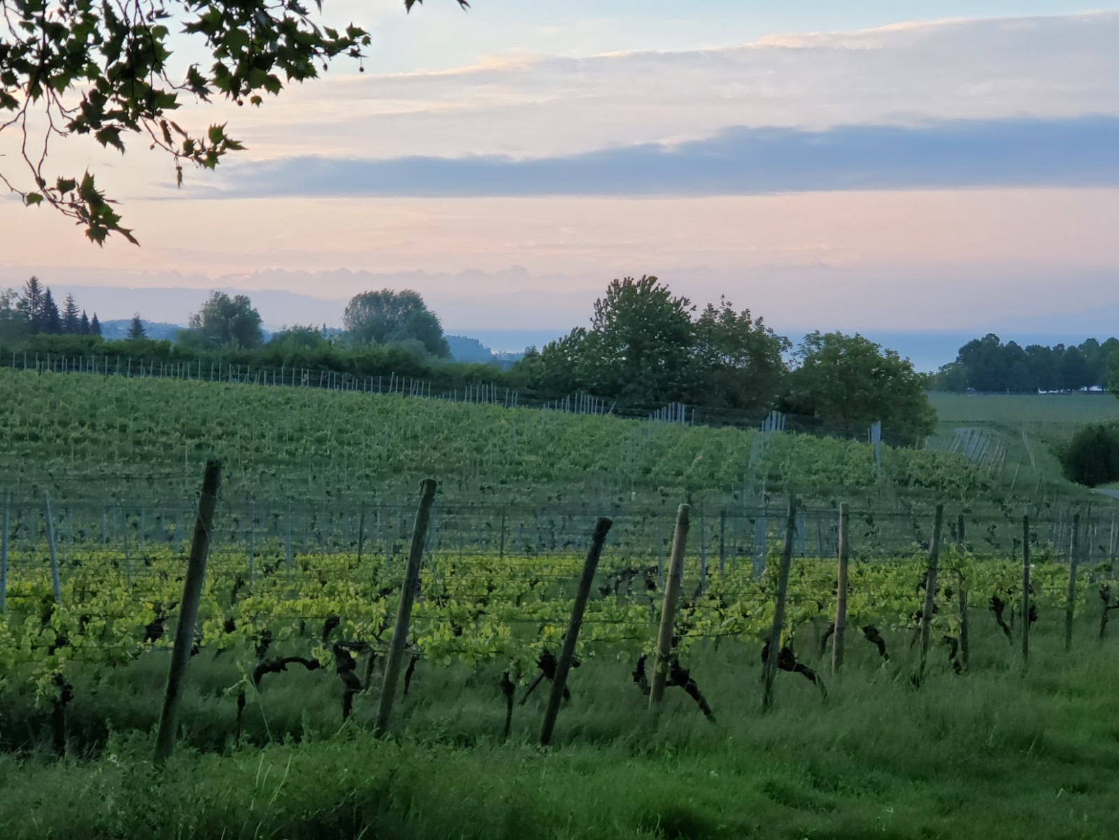 uno dei tanti vigneti nella Rogue Valley