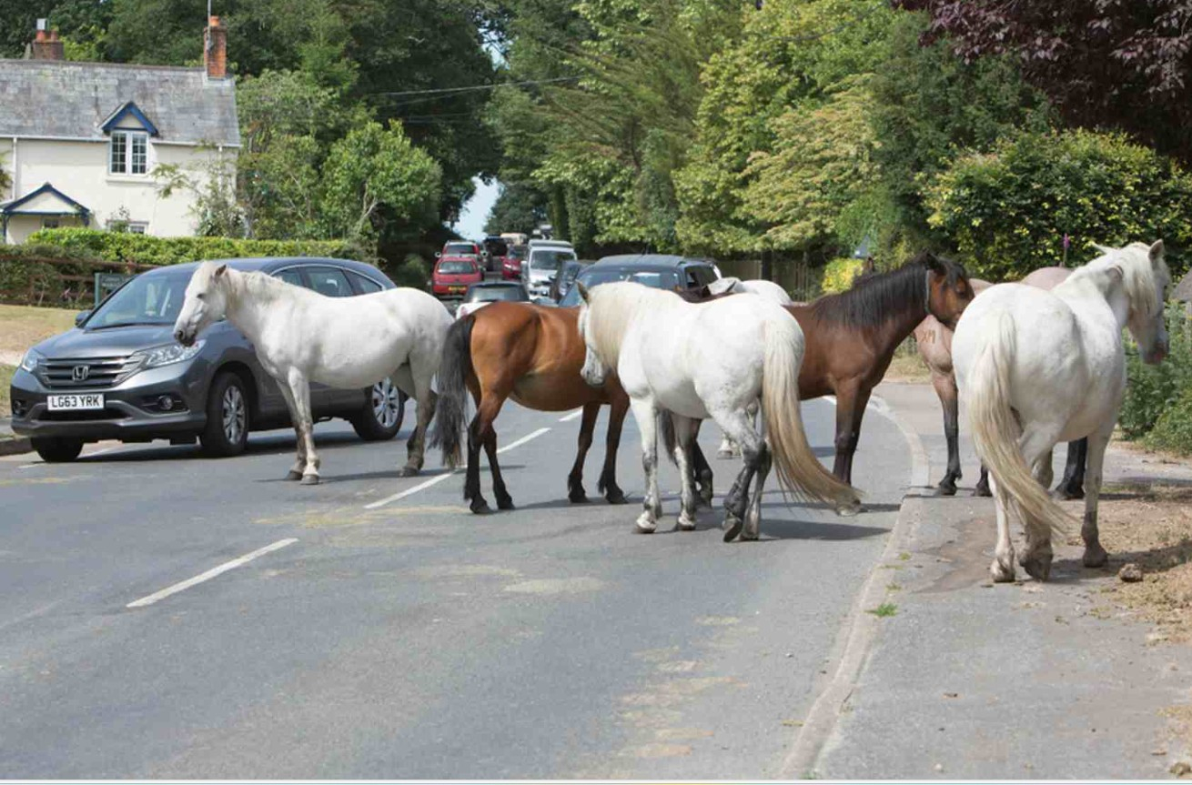 New Forest Ponies
