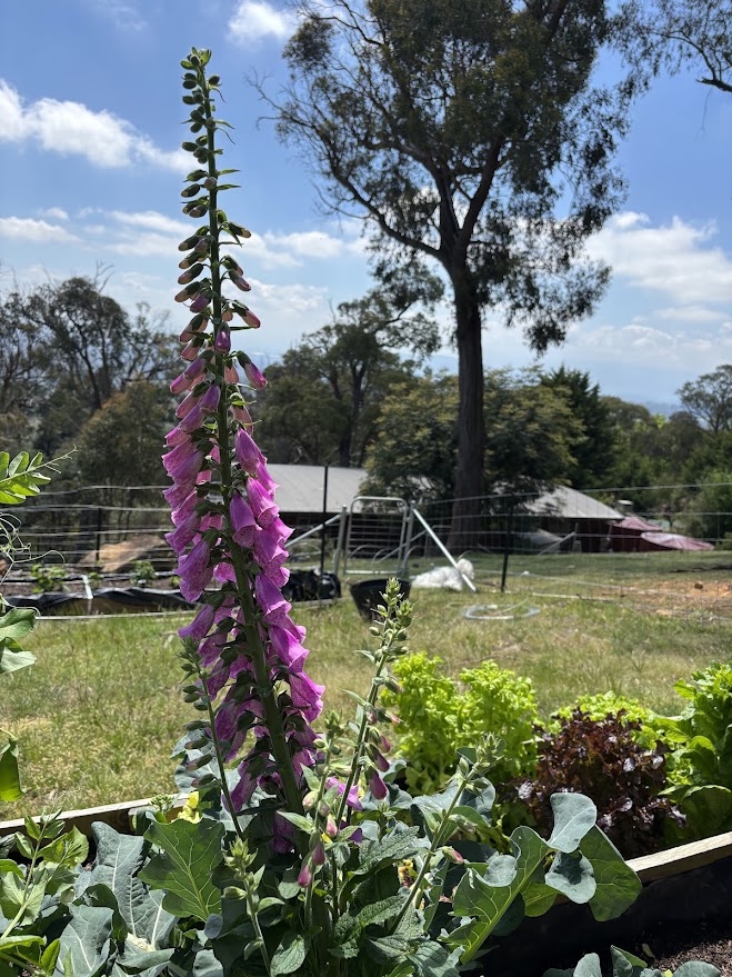 Thuis in de heuvels met uitzicht over de Yarra Valley en de skyline van het CBD, prachtige zonsondergangen en mini-geiten! <1 uur vanaf het stadscentrum