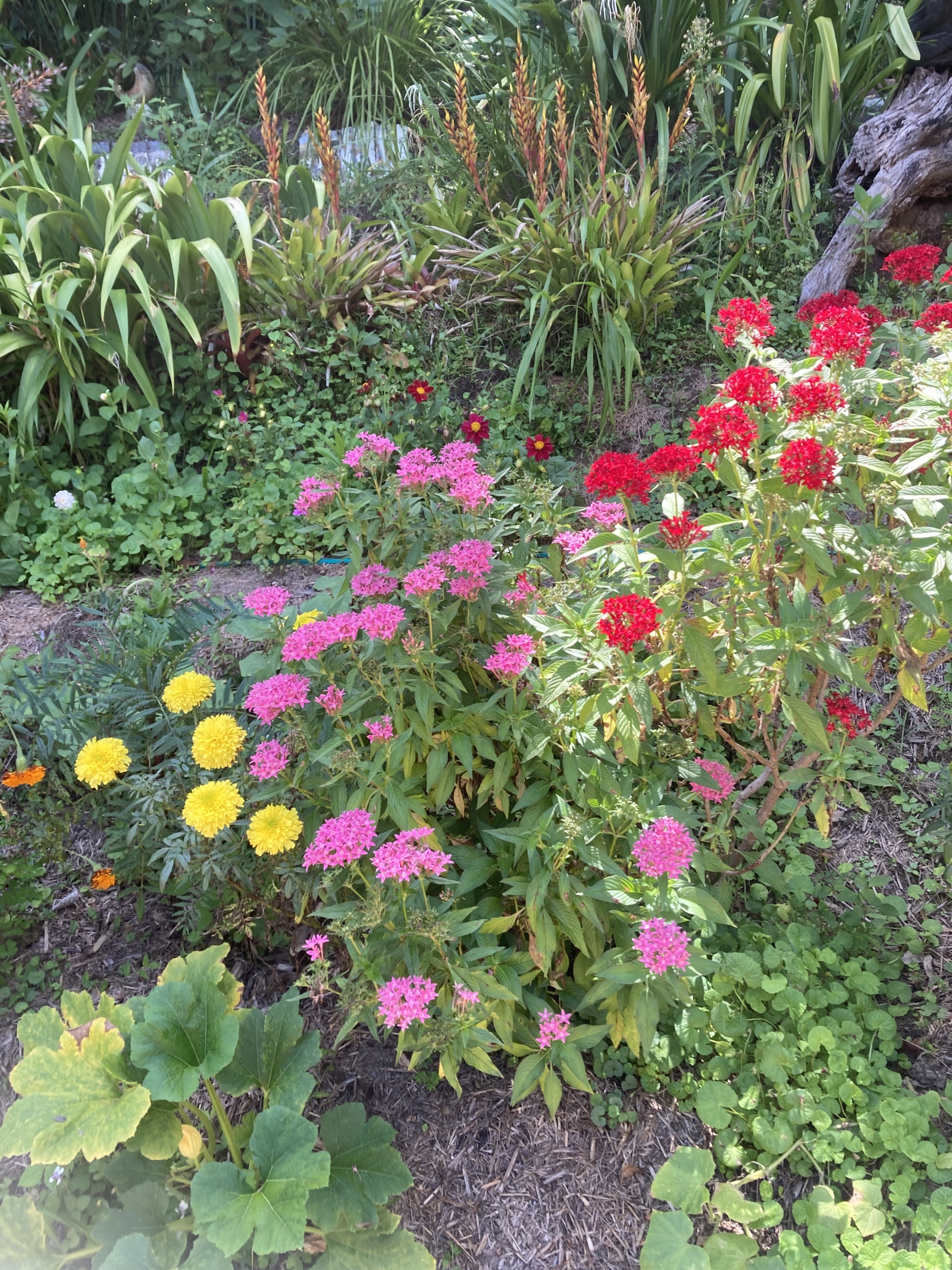 Dettaglio del giardino sul retro