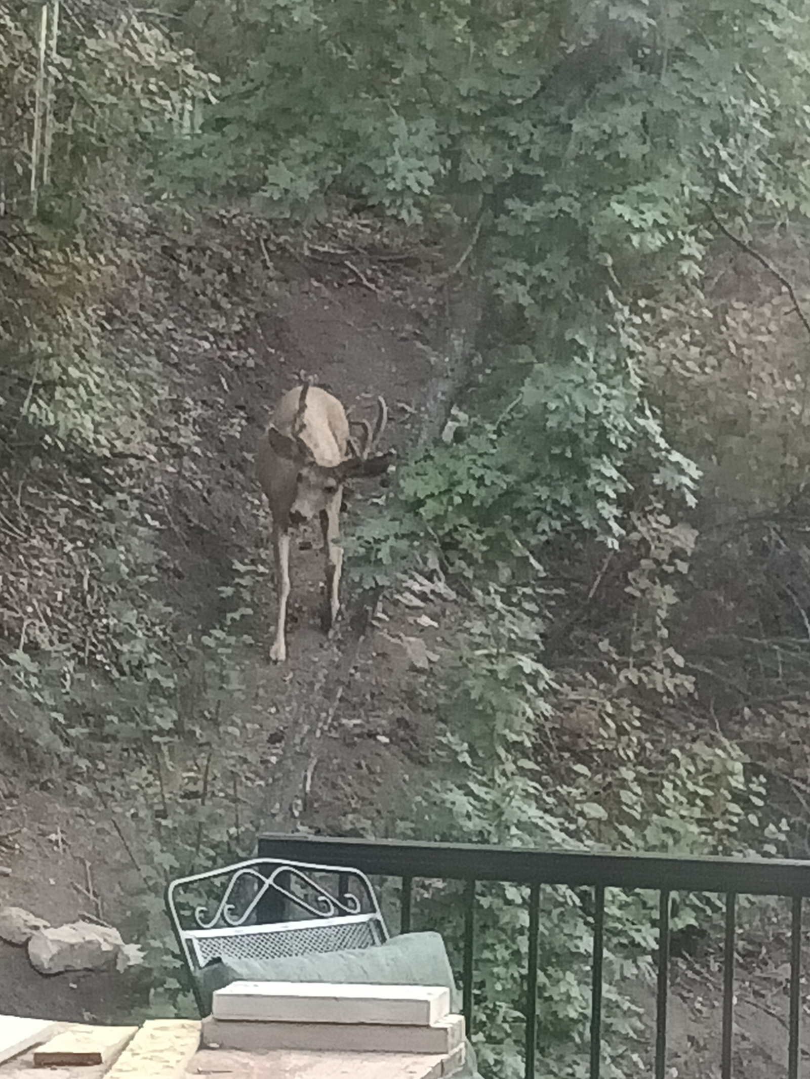 Mule deer buck coming down our forest trail to get a drink from the river near the rear deck.