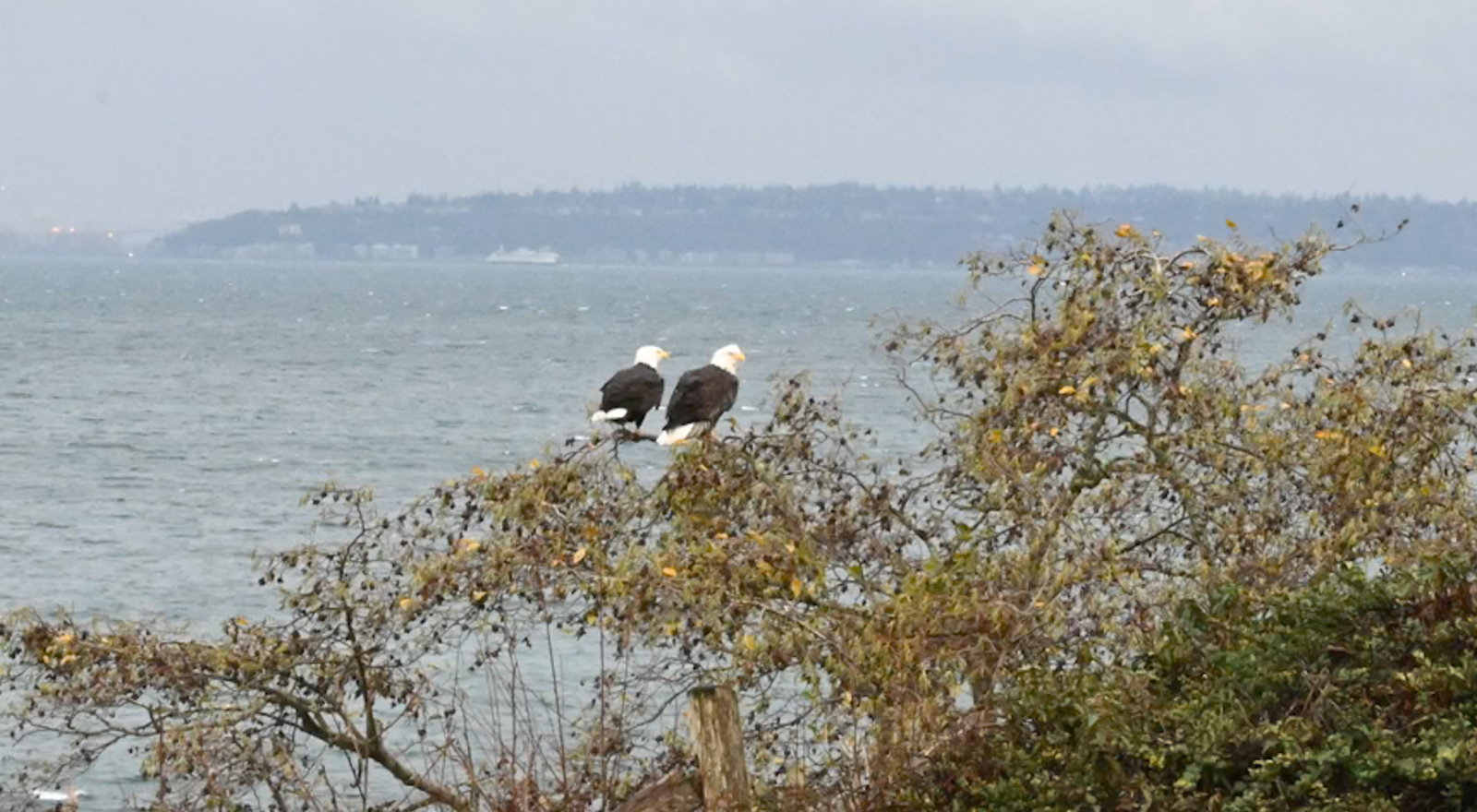 Nieuw huis met uitzicht op het water van Puget Sound en het centrum van Seattle