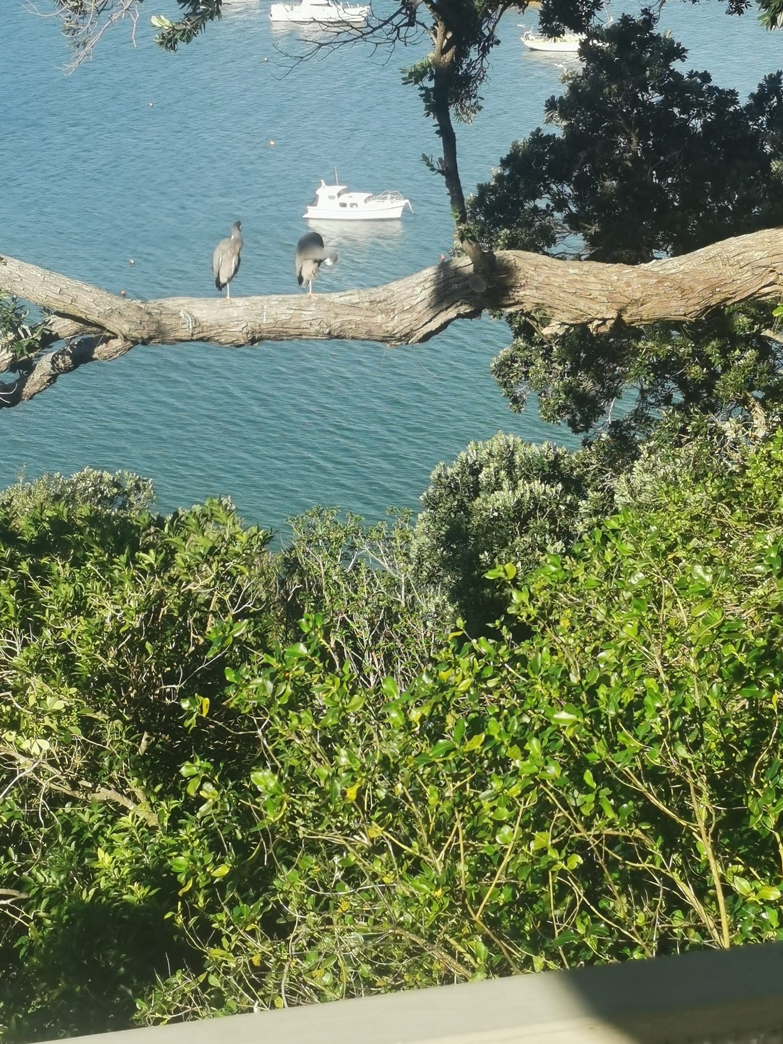 Two Herons, just a few of the lovely birds that surround the house, expect Kererū, Tui and Kaka (our ...