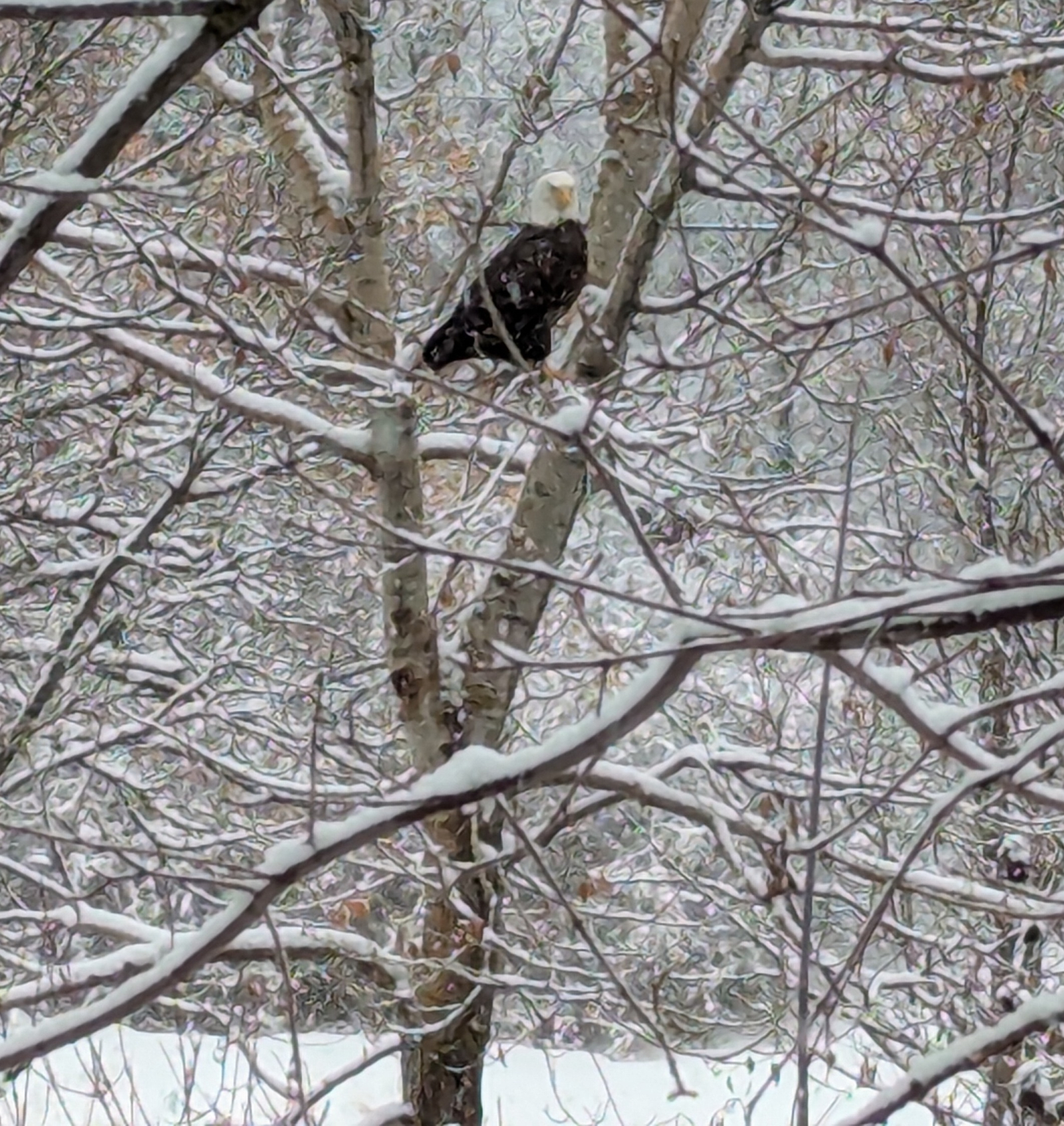 View from our deck of our national bird hunting the river.