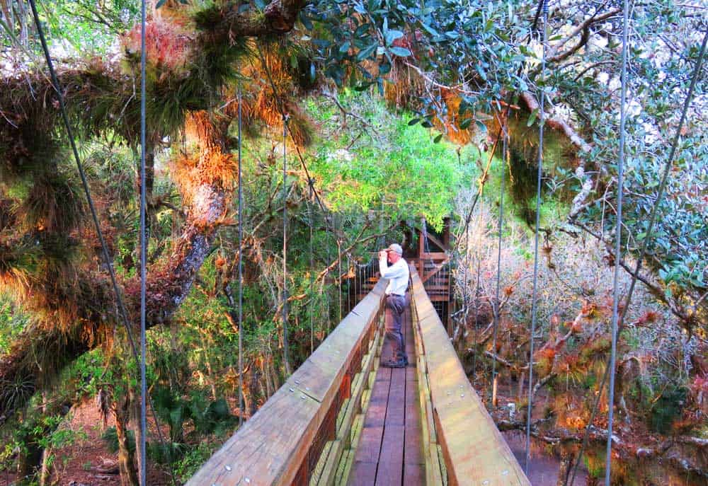 Canopy walk at Myakka State Park. Restaurant, trails, boat ride, alliigators!!