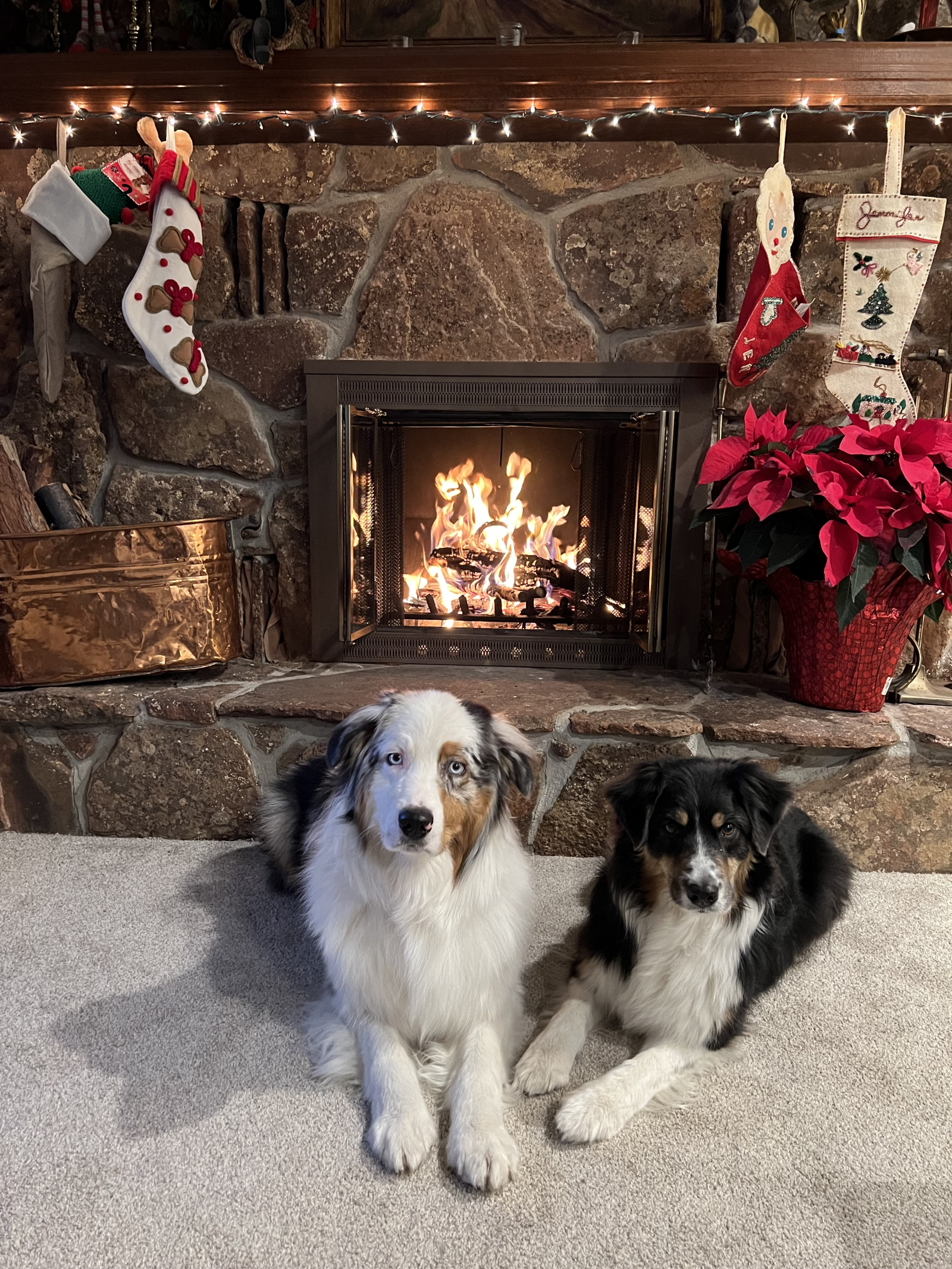 Nos deux chiots règnent sur la maison et se sont bien installés pour poser pour leur photo de Noël d ...