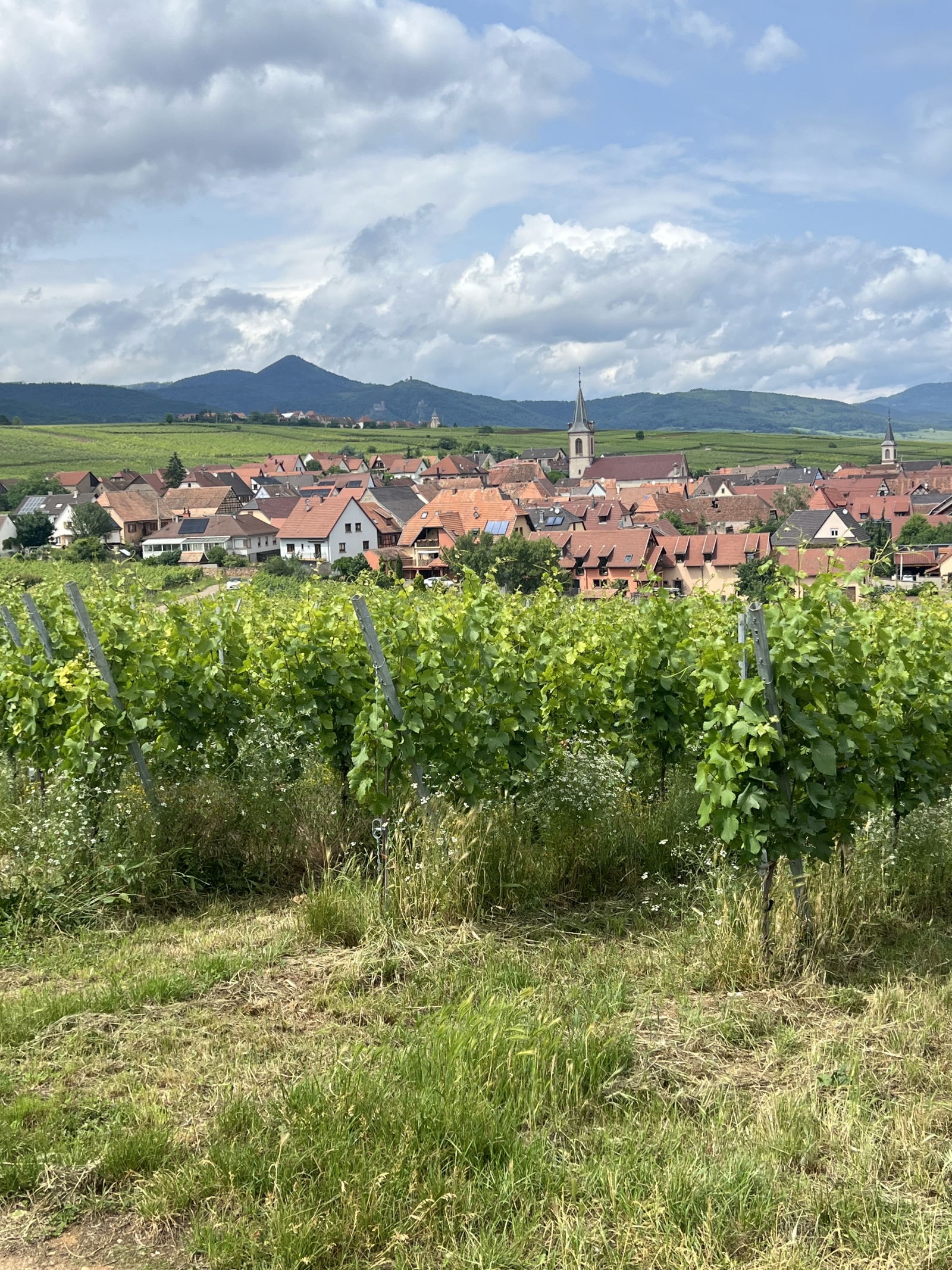 Zwischen dem Schwarzwald und den Weinbergen des Elsass