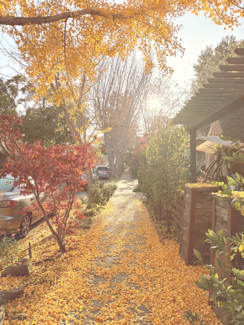 ¡Ven a alojarte en mi apartamento de una habitación en pleno corazón de Palo Alto, cerca de Stanford/San Francisco!